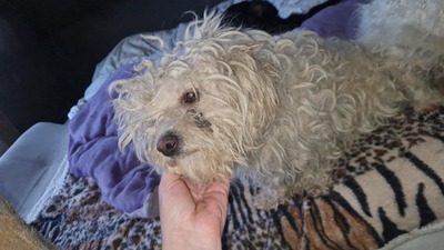 Kleine Strubbelmaus Merida sucht ihre Menschen, Bichon - Mischling - Hündin