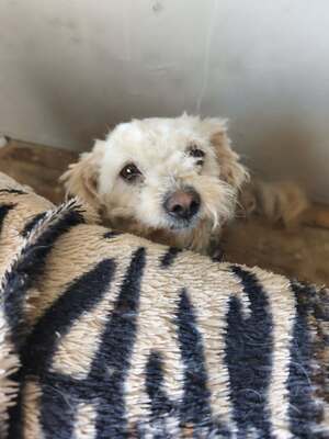 Kleine Strubbelmaus Merida sucht ihre Menschen, Bichon - Mischling - Hündin