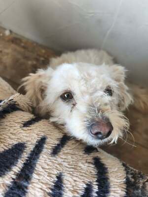 Kleine Strubbelmaus Merida sucht ihre Menschen, Bichon - Mischling - Hündin