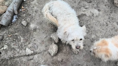 Kleine Strubbelmaus Merida sucht ihre Menschen, Bichon - Mischling - Hündin