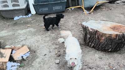 Kleine Strubbelmaus Merida sucht ihre Menschen, Bichon - Mischling - Hündin