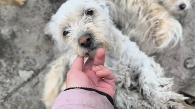 Kleine Strubbelmaus Merida sucht ihre Menschen, Bichon - Mischling - Hündin