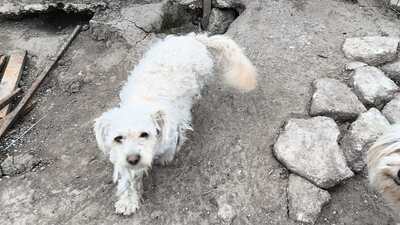 Kleine Strubbelmaus Merida sucht ihre Menschen, Bichon - Mischling - Hündin