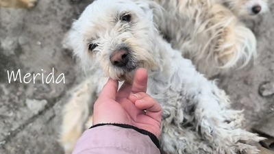 Kleine Strubbelmaus Merida sucht ihre Menschen, Bichon - Mischling - Hündin