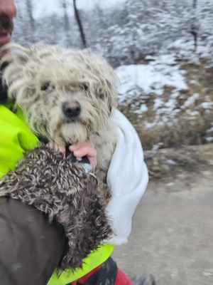 Kleine Strubbelmaus Merida sucht ihre Menschen, Mischling - Hündin