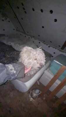 Kleine Strubbelmaus Merida sucht ihre Menschen, Mischling - Hündin