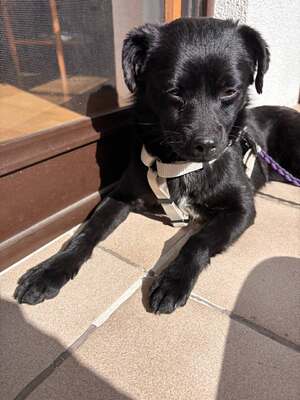 Kleine Vega sucht ihr großes Glück, Chihuahua - Mischling - Hündin