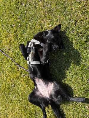 Kleine Vega sucht ihr großes Glück, Chihuahua - Mischling - Hündin