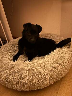 Kleine Vega sucht ihr großes Glück, Chihuahua - Mischling - Hündin