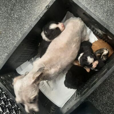 Kleine Wunder in der Kiste… und mittendrin: Mavi 💙, Bichon - Mischling Welpen - Rüde