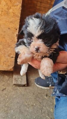 Kleine Wunder in der Kiste… und mittendrin: Mavi 💙, Bichon - Mischling Welpen - Rüde