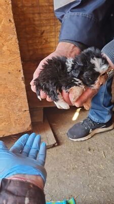 Kleine Wunder in der Kiste… und mittendrin: Mavi 💙, Bichon - Mischling Welpen - Rüde