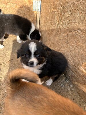 Kleine Wunder in der Kiste… und mittendrin: Mavi 💙, Mischling Welpen - Rüde