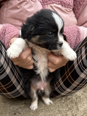 Kleine Wunder in der Kiste… und mittendrin: Mavi 💙, Mischling Welpen - Rüde