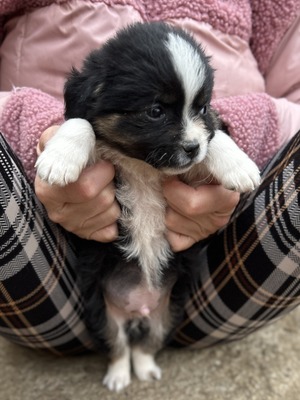 Kleine Wunder in der Kiste… und mittendrin: Mavi 💙, Mischling Welpen - Rüde