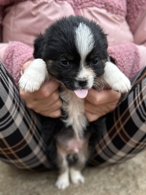 Kleine Wunder in der Kiste… und mittendrin: Mavi 💙, Mischling Welpen - Rüde