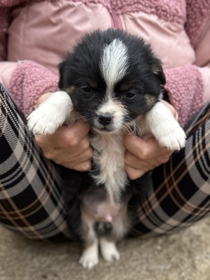 Kleine Wunder in der Kiste… und mittendrin: Mavi 💙, Mischling Welpen - Rüde