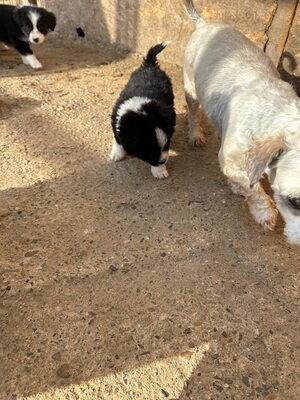 Kleine Wunder in der Kiste… und mittendrin: Mavi 💙, Mischling Welpen - Rüde