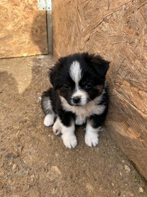 Kleine Wunder in der Kiste… und mittendrin: Mavi 💙, Mischling Welpen - Rüde