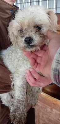 Kleine Wuschelmaus Fate sucht dringend ein liebevolles Zuhause