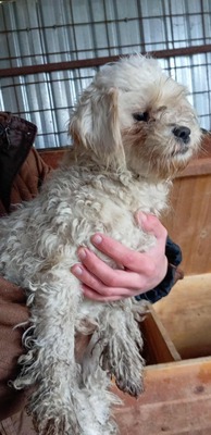 Kleine Wuschelmaus Fate sucht dringend ein liebevolles Zuhause, Bichon - Mischling - Hündin