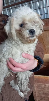 Kleine Wuschelmaus Fate sucht dringend ein liebevolles Zuhause, Bichon - Mischling - Hündin