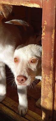 🌸 Kleine Yuna – eine sanfte Seele auf der Suche nach Geborgenheit 🌸