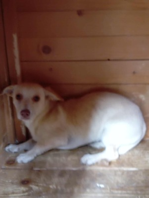 🌸 Kleine Yuna – eine sanfte Seele auf der Suche nach Geborgenheit 🌸, Mischling - Hündin