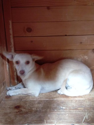 🌸 Kleine Yuna – eine sanfte Seele auf der Suche nach Geborgenheit 🌸, Mischling - Hündin