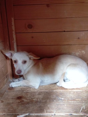 🌸 Kleine Yuna – eine sanfte Seele auf der Suche nach Geborgenheit 🌸, Mischling - Hündin