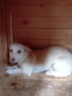 🌸 Kleine Yuna – eine sanfte Seele auf der Suche nach Geborgenheit 🌸, Mischling - Hündin