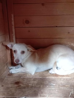 🌸 Kleine Yuna – eine sanfte Seele auf der Suche nach Geborgenheit 🌸, Mischling - Hündin