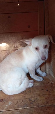 🌸 Kleine Yuna – eine sanfte Seele auf der Suche nach Geborgenheit 🌸, Mischling - Hündin