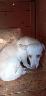 🌸 Kleine Yuna – eine sanfte Seele auf der Suche nach Geborgenheit 🌸, Mischling - Hündin