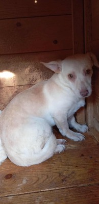 🌸 Kleine Yuna – eine sanfte Seele auf der Suche nach Geborgenheit 🌸, Mischling - Hündin