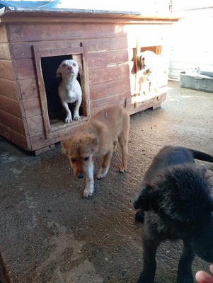 🌸 Kleine Yuna – eine sanfte Seele auf der Suche nach Geborgenheit 🌸, Mischling - Hündin