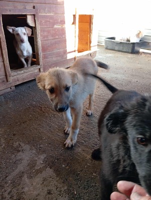 🌸 Kleine Yuna – eine sanfte Seele auf der Suche nach Geborgenheit 🌸, Mischling - Hündin