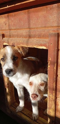 🌸 Kleine Yuna – eine sanfte Seele auf der Suche nach Geborgenheit 🌸, Mischling - Hündin