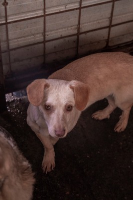 🌸 Kleine Yuna – eine sanfte Seele auf der Suche nach Geborgenheit 🌸, Mischling - Hündin