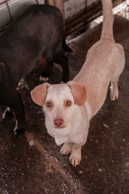 🌸 Kleine Yuna – eine sanfte Seele auf der Suche nach Geborgenheit 🌸, Mischling - Hündin