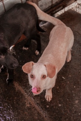 🌸 Kleine Yuna – eine sanfte Seele auf der Suche nach Geborgenheit 🌸, Mischling - Hündin