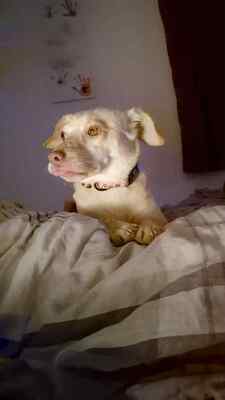 🌸 Kleine Yuna, sanfte Zaubermaus sucht ihre Menschen 🌸