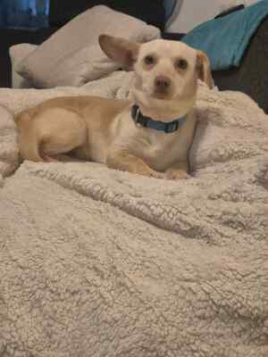 🌸 Kleine Yuna, sanfte Zaubermaus sucht ihre Menschen 🌸, Mischling - Hündin