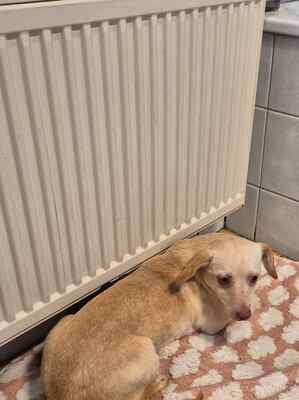 🌸 Kleine Yuna, sanfte Zaubermaus sucht ihre Menschen 🌸, Mischling - Hündin