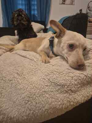 🌸 Kleine Yuna, sanfte Zaubermaus sucht ihre Menschen 🌸, Mischling - Hündin