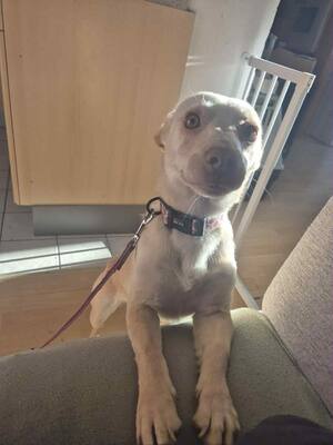 🌸 Kleine Yuna, sanfte Zaubermaus sucht ihre Menschen 🌸, Mischling - Hündin