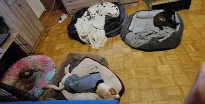 🌸 Kleine Yuna, sanfte Zaubermaus sucht ihre Menschen 🌸, Mischling - Hündin