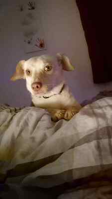 🌸 Kleine Yuna, sanfte Zaubermaus sucht ihre Menschen 🌸, Mischling - Hündin