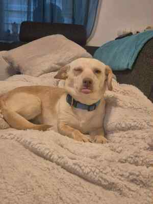 🌸 Kleine Yuna, sanfte Zaubermaus sucht ihre Menschen 🌸, Mischling - Hündin