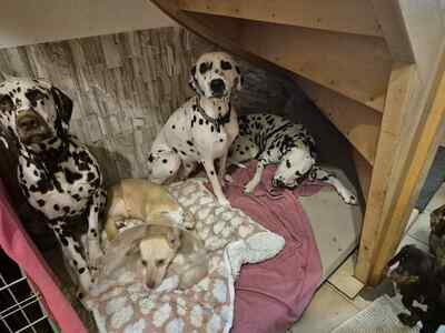 🌸 Kleine Yuna, sanfte Zaubermaus sucht ihre Menschen 🌸, Mischling - Hündin